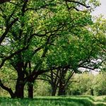 Trees are Spiritual Portals into the Deeper Reality